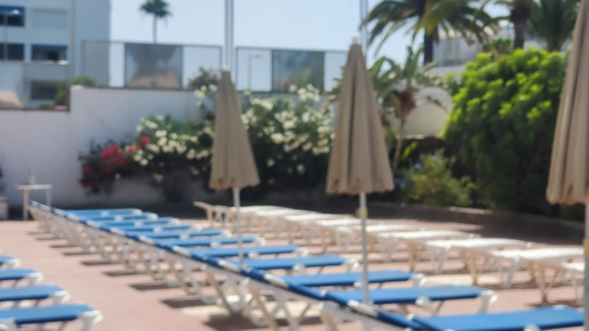 Las Camelias Apartments Ci15 Playa del Ingles   Playa del Ingles (Gran Canaria)